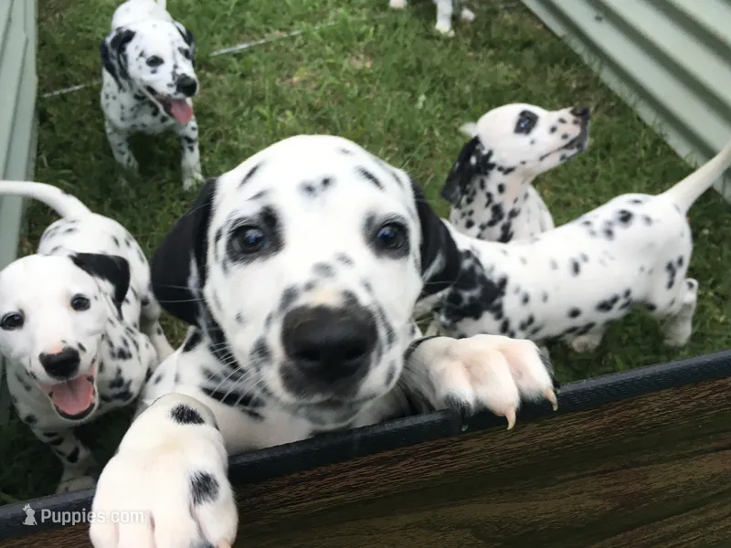 Luke Skywalker – Dalmatian puppy for sale in Concord, NC