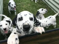 Luke Skywalker, a male Dalmatian for sale in Concord, NC – 1 of 10