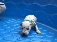 Darth Vader, a male Dalmatian for sale in Concord, NC – 5 of 6