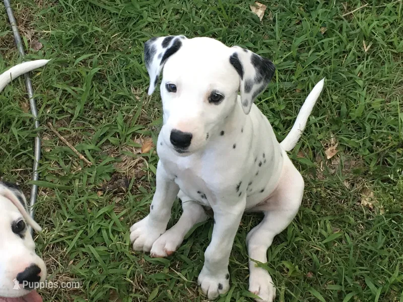 BONNIE BO PEEP – Dalmatian puppy for sale in Concord, NC