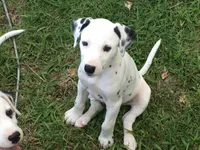 BONNIE BO PEEP, a female Dalmatian for sale in Concord, NC – 1 of 10