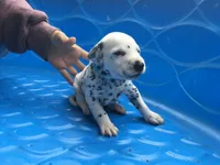 Darth Vader, a male Dalmatian for sale in Concord, NC – 6 of 6