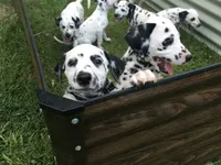 Darth Vader, a male Dalmatian for sale in Concord, NC – 4 of 10