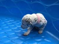 Bo Peep, a female Dalmatian for sale in Concord, NC – 6 of 6
