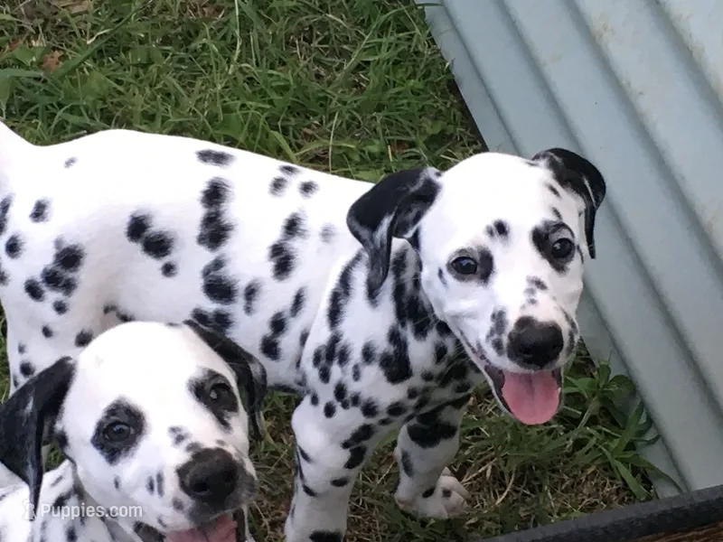 Darth Vader – Dalmatian puppy for sale in Concord, NC