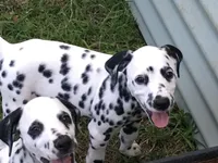 Darth Vader, a male Dalmatian for sale in Concord, NC – 1 of 10