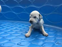 Princess Leia, a female Dalmatian for sale in Concord, NC – 5 of 6