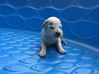 Padmé Amidala, a female Dalmatian for sale in Concord, NC – 3 of 6