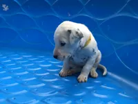 Bonnie, a female Dalmatian for sale in Concord, NC – 4 of 6