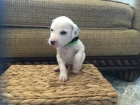 Buzz Lightyear, a male Dalmatian for sale in Concord, NC – 2 of 6
