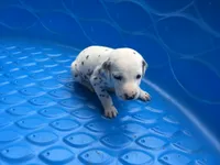 Duke Caboom, a male Dalmatian for sale in Concord, NC – 5 of 6