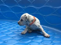 Luke Skywalker, a male Dalmatian for sale in Concord, NC – 3 of 6