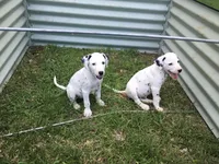 BONNIE BO PEEP, a female Dalmatian for sale in Concord, NC – 3 of 10
