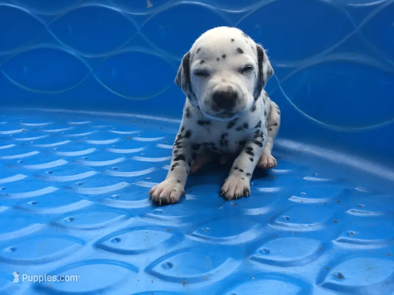 Obi-Wan Kenobi – Dalmatian puppy for sale in Concord, NC