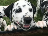 Obi-Wan Kenobi, a male Dalmatian for sale in Concord, NC – 2 of 10