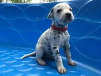 Jessie, a female Dalmatian for sale in Concord, NC – 2 of 6