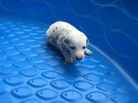 Duke Caboom, a male Dalmatian for sale in Concord, NC – 4 of 6