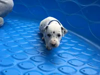 Bullseye, a male Dalmatian for sale in Concord, NC – 6 of 6