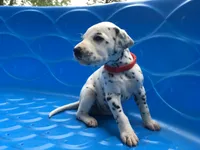 Jessie, a female Dalmatian for sale in Concord, NC – 5 of 6