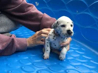 Woody, a male Dalmatian for sale in Concord, NC – 6 of 6