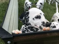 Darth Vader, a male Dalmatian for sale in Concord, NC – 2 of 10