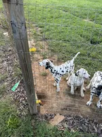 Duke, a male Dalmatian for sale in Concord, NC – 3 of 3