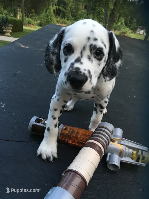 Anakin Skywalker – Dalmatian puppy for sale in Concord, NC