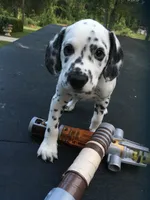 Anakin Skywalker, a male Dalmatian for sale in Concord, NC – 2 of 9