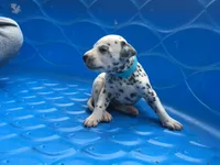 Darth Vader, a male Dalmatian for sale in Concord, NC – 4 of 6