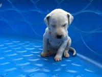 Bonnie, a female Dalmatian for sale in Concord, NC – 5 of 6