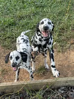OBI, a male Dalmatian for sale in Concord, NC – 2 of 3