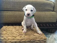 Buzz Lightyear, a male Dalmatian for sale in Concord, NC – 4 of 6