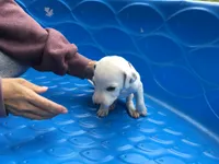 Buzz Lightyear, a male Dalmatian for sale in Concord, NC – 6 of 6