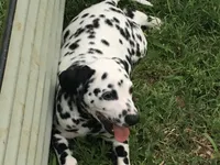 Obi-Wan Kenobi, a male Dalmatian for sale in Concord, NC – 3 of 10