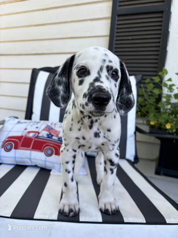 Anakin Skywalker – Dalmatian puppy for sale in Concord, NC
