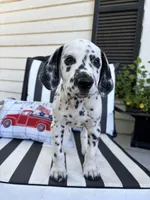 Anakin Skywalker, a male Dalmatian for sale in Concord, NC – 1 of 9