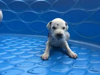 Princess Leia, a female Dalmatian for sale in Concord, NC – 4 of 6