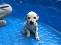 Woody, a male Dalmatian for sale in Concord, NC – 4 of 6