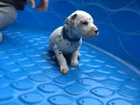 Bullseye, a male Dalmatian for sale in Concord, NC – 2 of 6