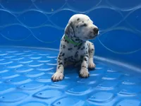 Obi-Wan Kenobi, a male Dalmatian for sale in Concord, NC – 2 of 6