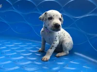 Bo Peep, a female Dalmatian for sale in Concord, NC – 1 of 6