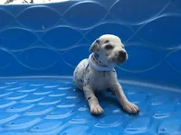 Padmé Amidala, a female Dalmatian for sale in Concord, NC – 4 of 6