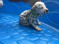 Obi-Wan Kenobi, a male Dalmatian for sale in Concord, NC – 4 of 6