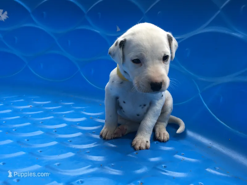Bonnie – Dalmatian puppy for sale in Concord, NC