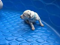 Duke Caboom, a male Dalmatian for sale in Concord, NC – 3 of 6