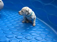 Duke Caboom, a male Dalmatian for sale in Concord, NC – 6 of 6