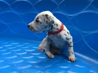 Jessie, a female Dalmatian for sale in Concord, NC – 4 of 6