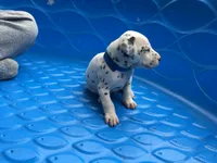 Bullseye, a male Dalmatian for sale in Concord, NC – 5 of 6