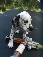 Anakin Skywalker, a male Dalmatian for sale in Concord, NC – 6 of 9