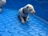 Bullseye, a male Dalmatian for sale in Concord, NC – 4 of 6